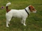 Jack Russell Terrier Deckrüde mit Papieren