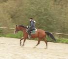 Reitbeteiligung gesucht