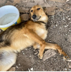 Dorle sucht ein passendes Zuhause