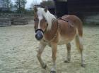 Reitbeteiligung an Haflinger zu vergeben