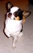 Chihuahua Rüde sucht Weibchen zum decken