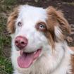 VIANIA - Australian Sheperd - 11 Monate - Tierhilfe-Franken e. V.