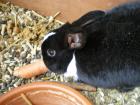 Zwei Kaninchen abzugeben