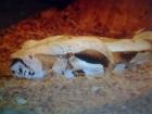 Boa constrictor imperator DNZ 2022