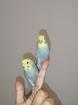 2 super zahm Wellensittiche Rainbow Wellis Vögel handzahm 3 Mona