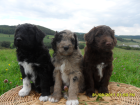 Aussiedoodles-noch 2 wunderschöne Wuschelhunde suchen ein neues Reich