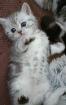 Bkh kitten zum verlieben