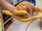 1. 0 Sunfire Albino Reticulated Python