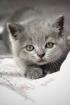 Wunderschöne BKH Kitten Farbe Blue Lilac