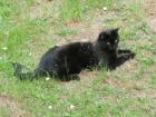 Schwarzer Kater in Bad Cannstatt vermisst
