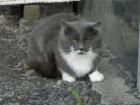 Türkisch Angora