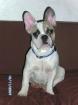 Französische Bulldogge / Rüde 9 mon