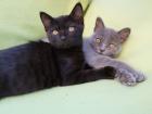 Kleine Kätzchen / Kitten / Katzenbabys