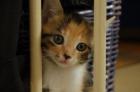 Wunderschönes Katzenbaby Mi Türkisch Angora/Hauskatze