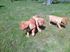 Bordeaux Doggen Welpen