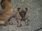 Malinois-Welpen