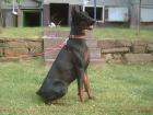 Dobermannhündin voll kopiert sucht dringend neues zuhause 450 00euro