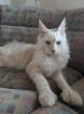 Grosser Poly Maine Coon Kater kastriert sucht