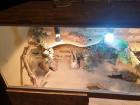Terrarium mit einem Bartagame