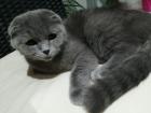 BKH Scottish Fold