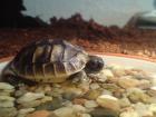Griechische Landschildkröten 2022/2010