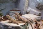 1. 2 Zwergbartagame mit Terrarium