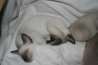 Bildhübsche Siam- Thai Kitten ab sofort abzugeben