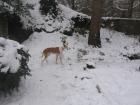 Traumhund sicht Traumzuhause