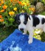 Ralf sucht ein passendes Zuhause
