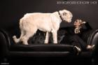 Irish Wolfhound Deckrüde Zola