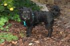 PIPONE - Schnauzer-Dackel-Mix - 8 Jahre - Tierhilfe-Franken e. V.