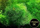 Sternlebermoos Aquarienpflanze Versand/ Abholung