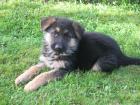 Schäferhundwelpen weiblich zu verkaufen