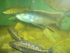 Champsochromis caeruleus
