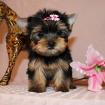 Schöne häusliche Yorkshire Terrier Welpen