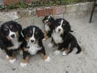 Berner Senne Welpen reinrassig