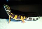 Schöne Leopardgecko Nachzuchten aus 2022 Abzugeben in Raum Frankfurt