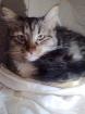 Super liebe und hübsche Tigerkatze Pelusa