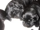 Kleine Kracher Labrador Welpen schwarz schoko