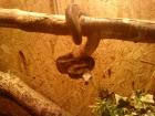Verkaufe boa constrictor honduras 0 1 mit paieren