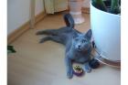Suche einen Deckkater in der nähe von greifswald