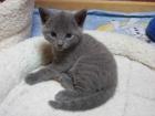 Hobbyzucht von Russisch Blau und Sibirischen Katzen