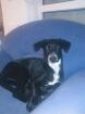 6 Monte alter Schäferhund-Dalmatiner Mix sucht neues Zuhause