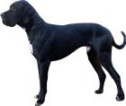 Deutsche dogge schwarz