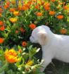 Ernie sucht ein passendes Zuhause