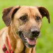 STINA - freundlicher Mischling - 7 Jahre 8 Monate - Tierhilfe-. Franken e. V.