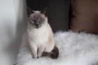 MIEZE - Siam-Mix - 14 Jahre - Tierhilfe-Franken e. V.