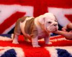 Englische Bulldogge Englishe Bulldogge Welpen.