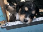Süße Husky-Colli-Schäferhund-Appenzeller mix welpen