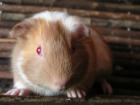 Notmeerschweinchen auch Babies.